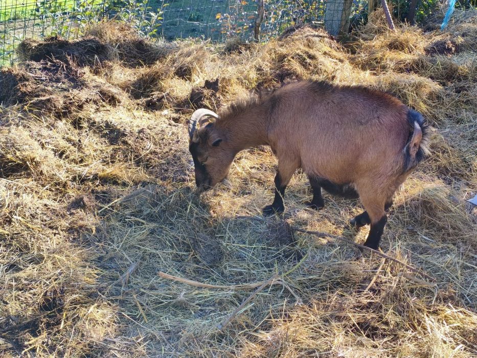Vendo cabra anã prenha