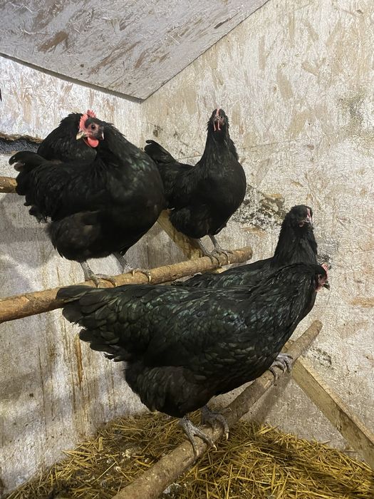 Jaja lęgowe AUSTRALORP czarny