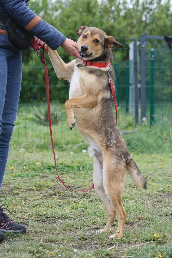 Kochany, młodziutki Basterek do poleca się do adopcji