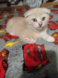 Веслоухий котик в добрі руки