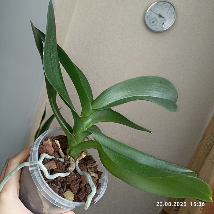 Орхідея Phalaenopsis, біла