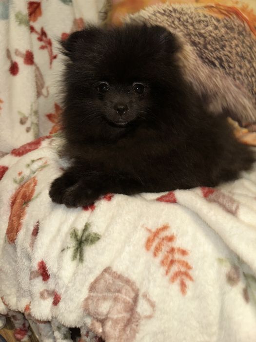 Szpic Miniaturowy Pomeranian Czarna sunia