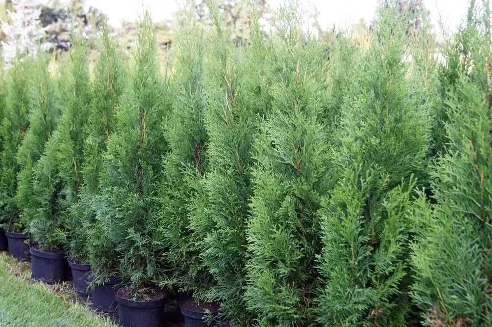 Tuja Szmaragd Szmaragdowa Tuje Szmaragdy 90CM Wys hodowane w doniczce