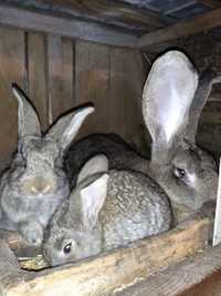 Продам кролів породи фландр бельгійський велетень