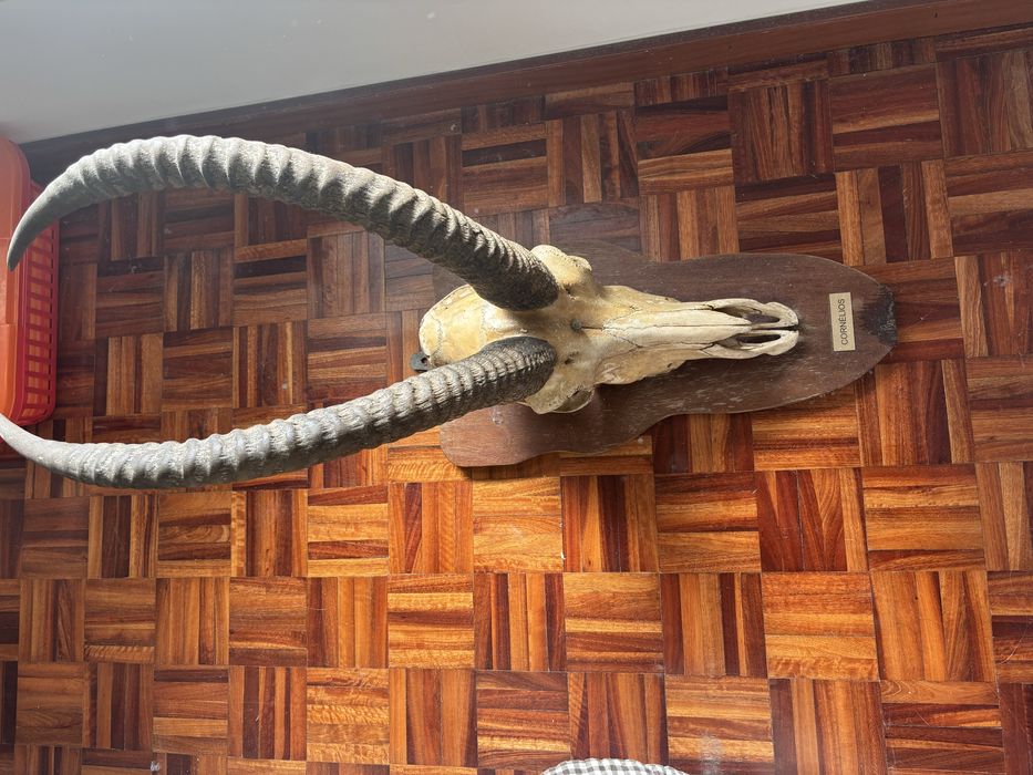 Trofeu de caça decoraçao