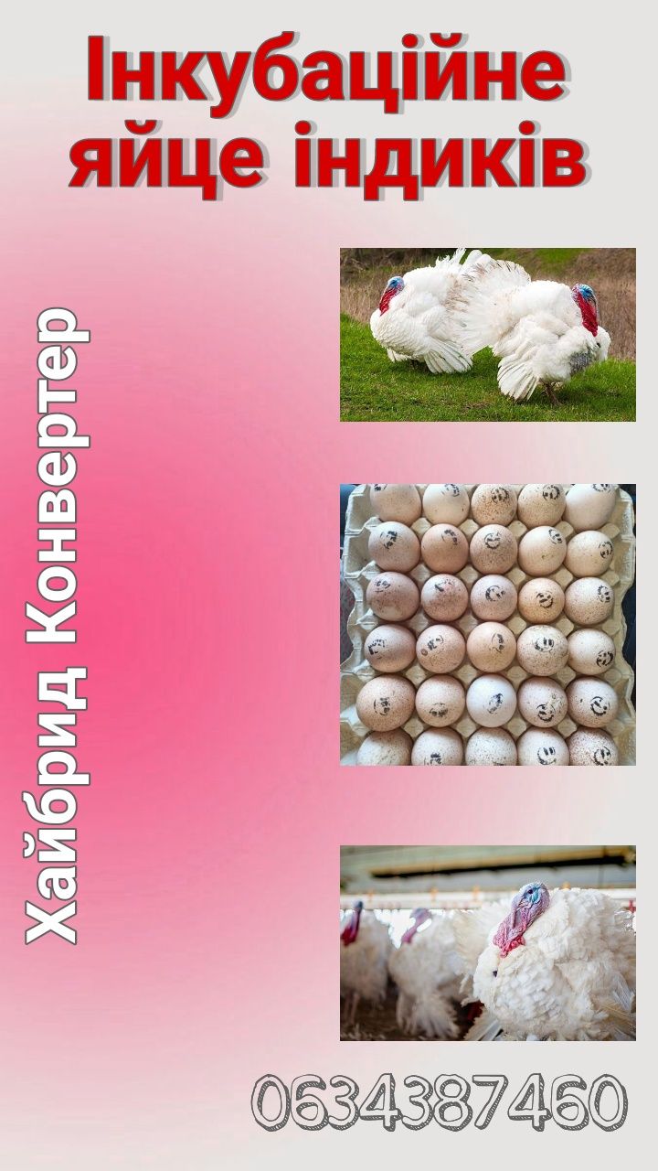 Інкубаційне яйце Хайбрид Конвертер імпорт