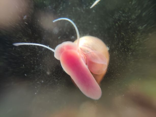 Ślimak zatoczek różowy Planorbella sp. Pink 10szt