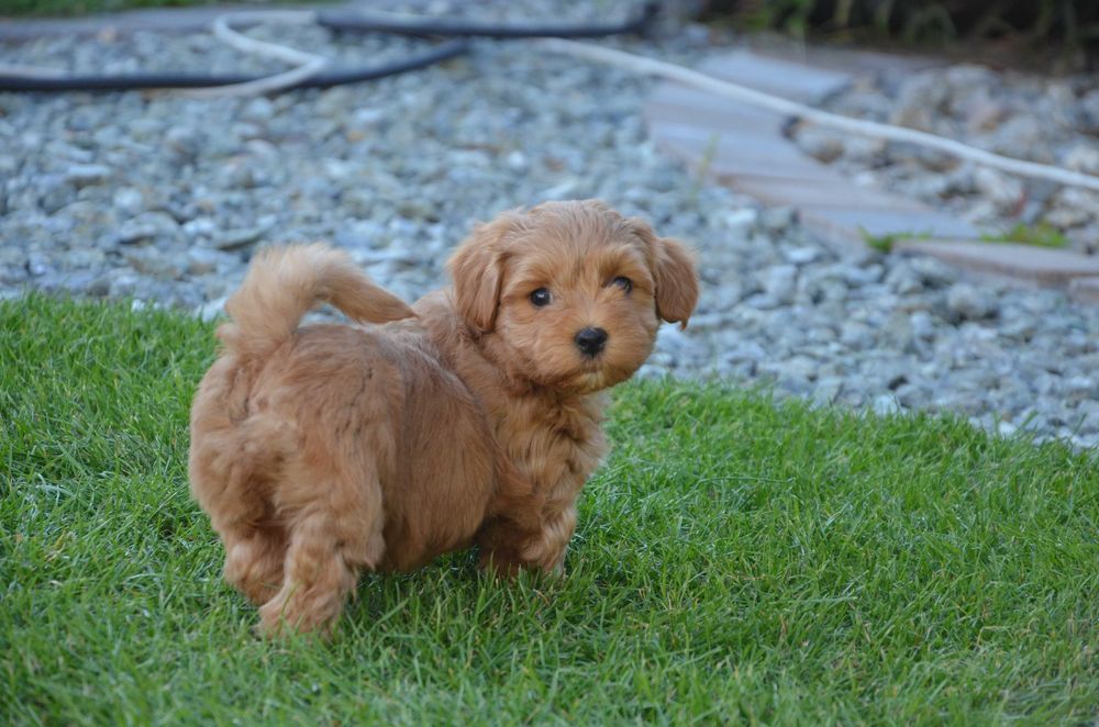 hawańczyk wspaniały piesek YUPPI  ZKwP/FCI