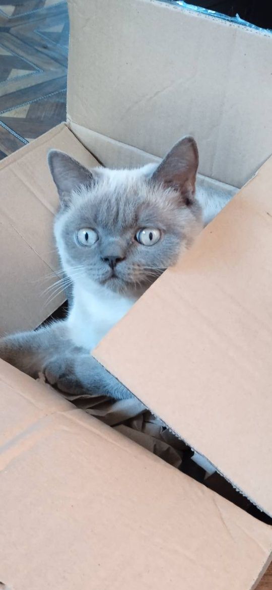 Коти Блю поінт шукає подругу