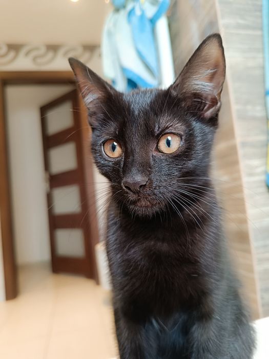 Do oddania czarny kocurek