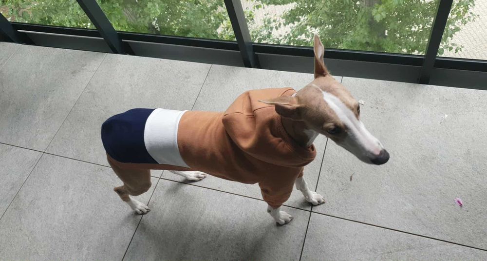 Whippet bluza z kapturem