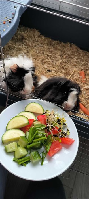 Świnki morskie samce