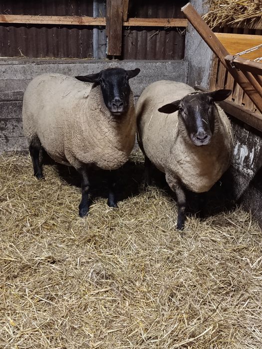 Owce suffolk kotne