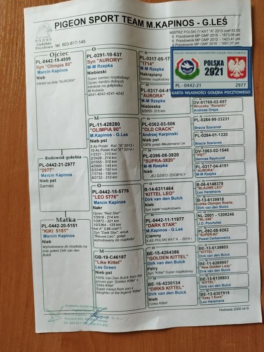 Gołębie pocztowe