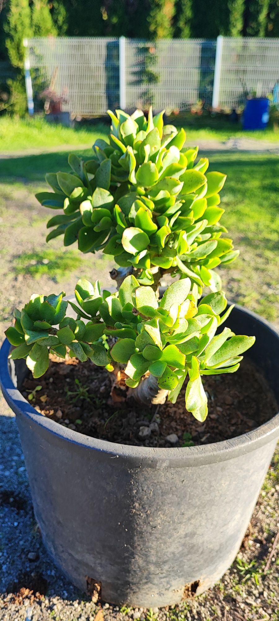 Planta suculenta