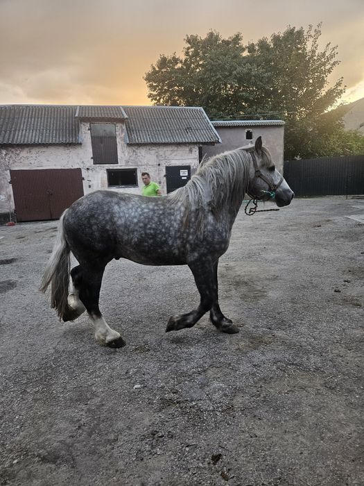 Sprzedam ogierka