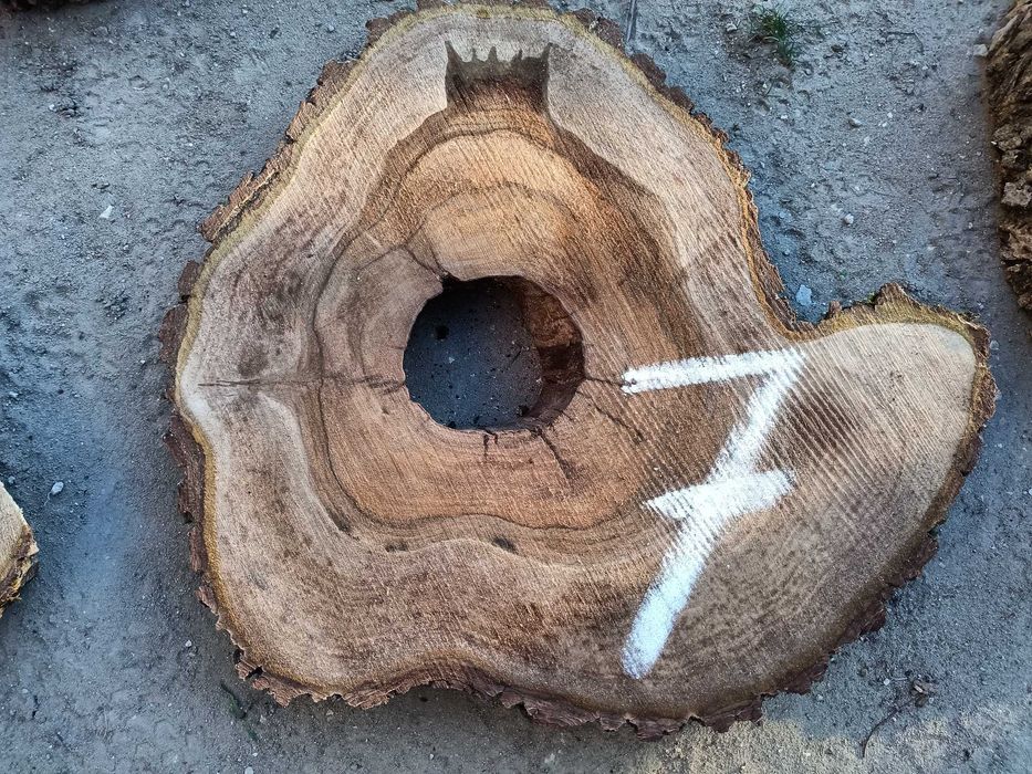 Plastry orzech wloski 7cm żywica stolik