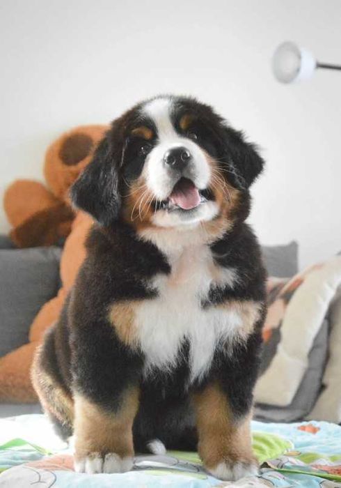 Bouvier Bernois disponível