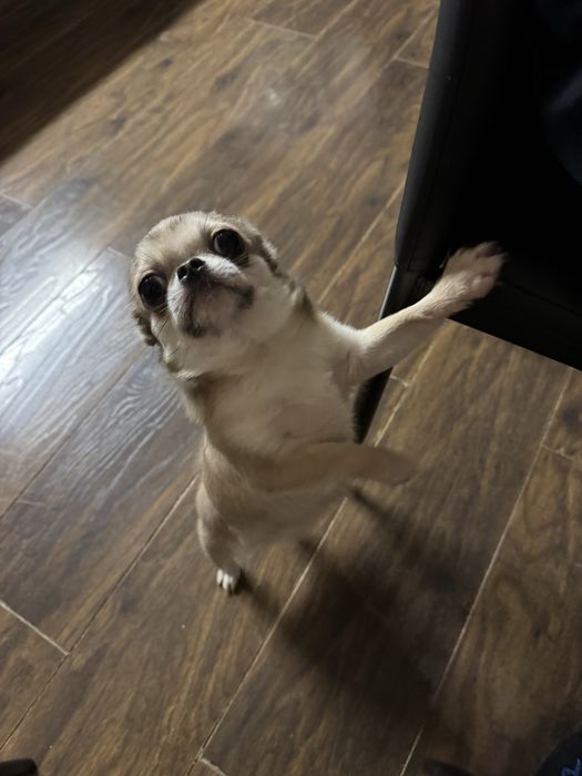 Инньше годика. Чихуахуа.  Продажим в хорошие руки