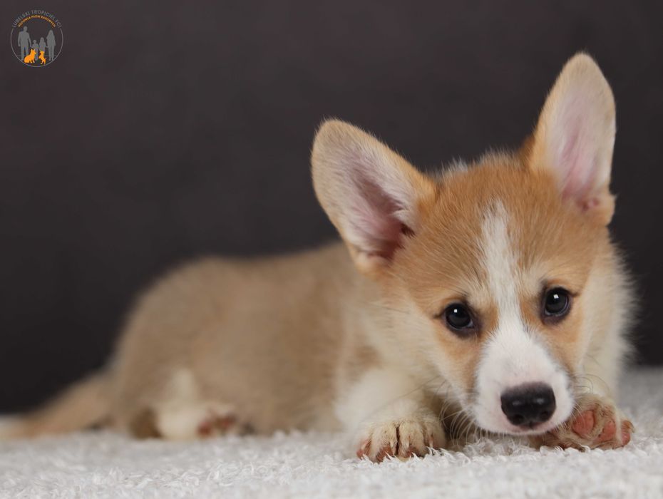 Welsh Corgi Pembroke ZKwP FCI po pięknych  rodzicach rezerwacja