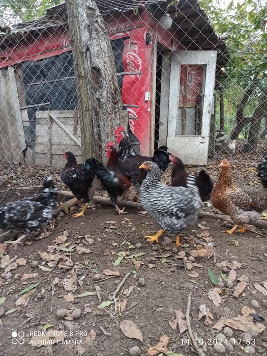 Півні Лівенська ситцева