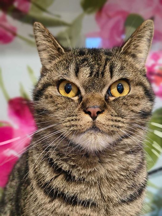 Лагідна британська кішка Юмі в добрі руки