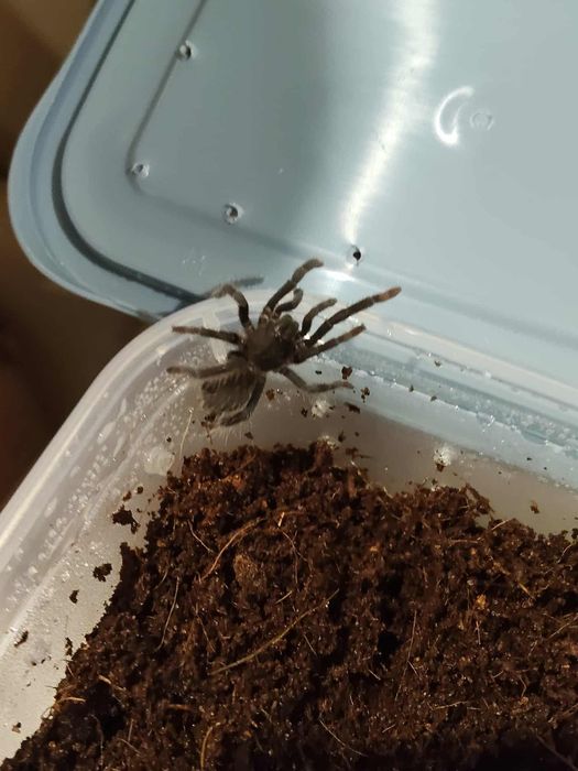 Hysterocrates gigas
