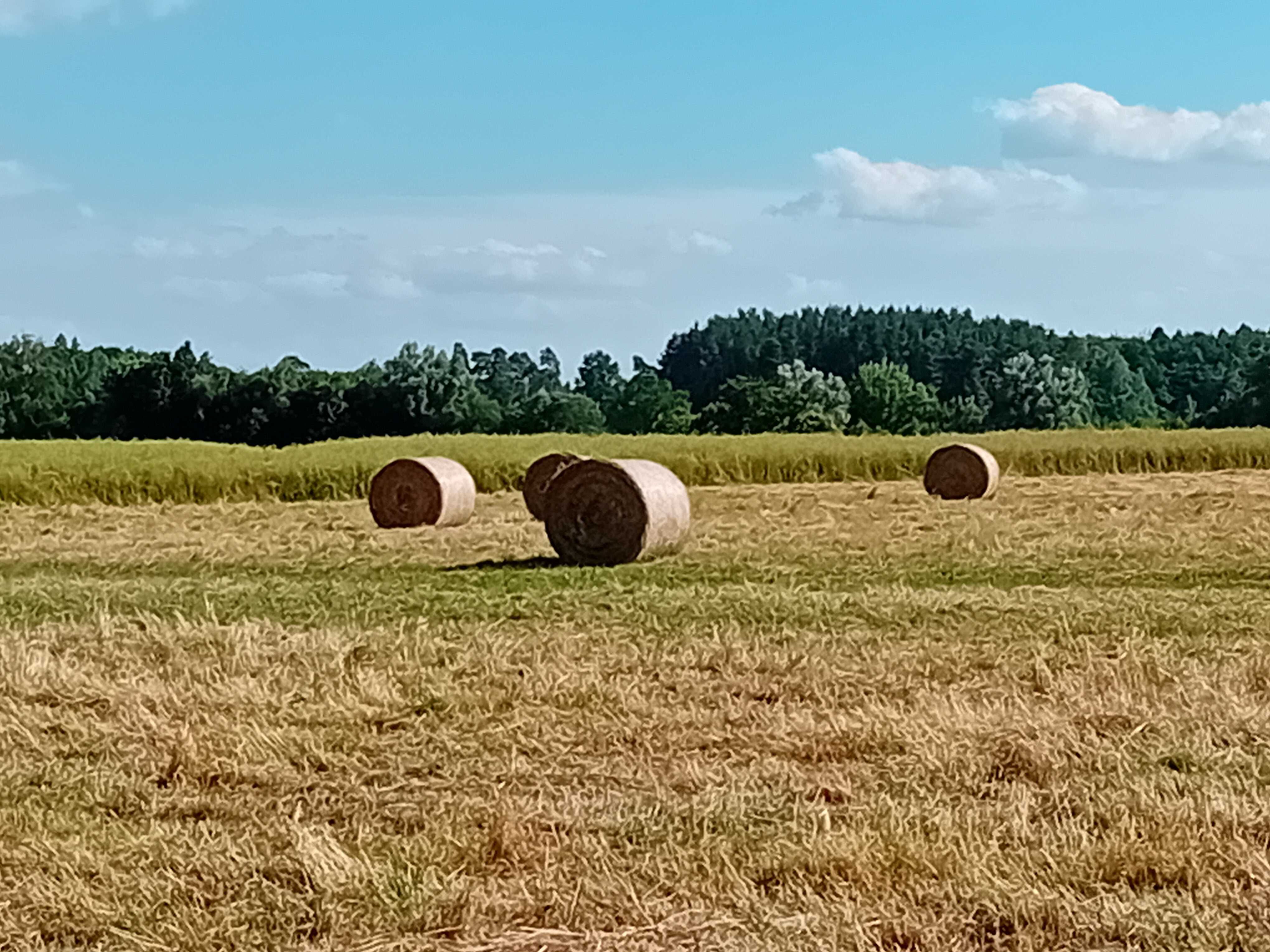 Słomę pszenną - sprzedam