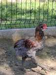 Araucana,Araukana koguty wzorcowe