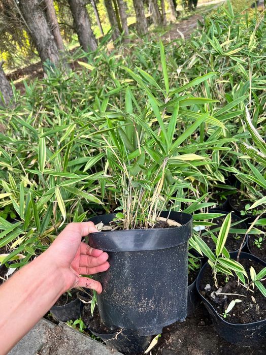 Bambus miniaturowy mrozoodporny DONICZKA 5L (Pleioblastus variegatus)