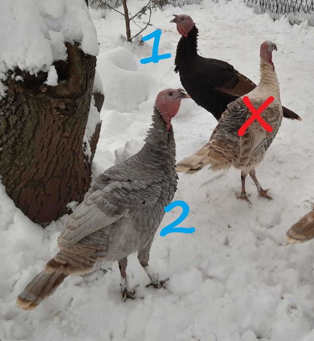 Gąska Kubańska, Indor Staropolski, KACZKI Biegus, ostatnie z 2025r