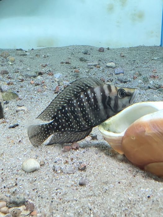 Altolamprologus calvus tanganika