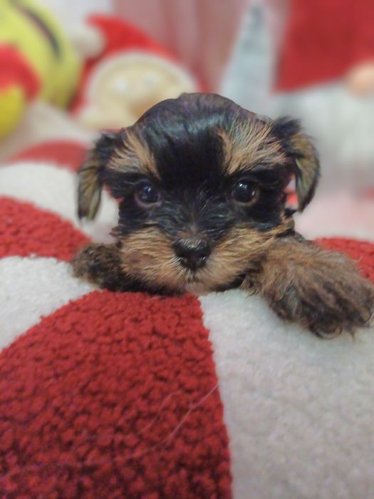 Дівчинка йорочка