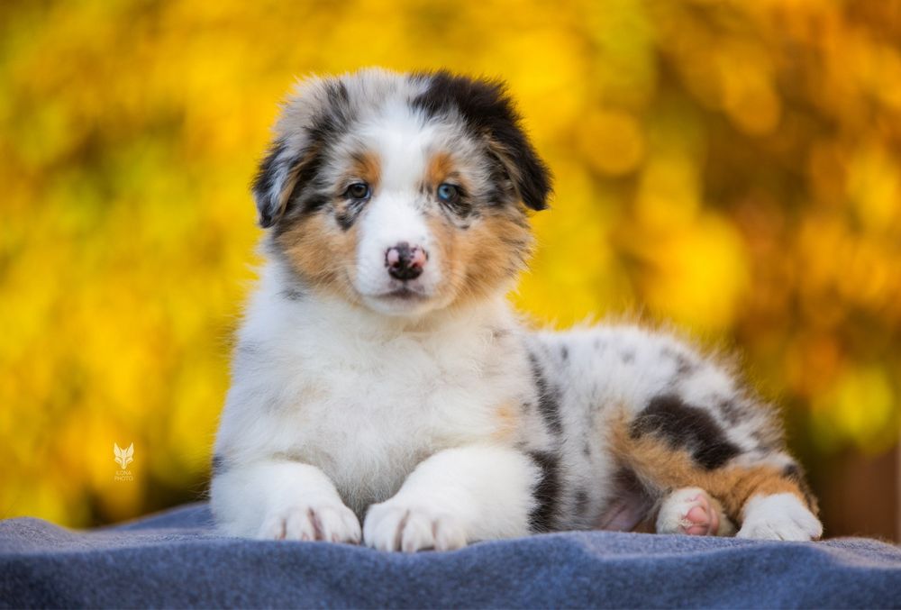 Хлопчик блакитний мармур (нбт) Австралійська вівчарка (ауссі) - ФЕНІКС