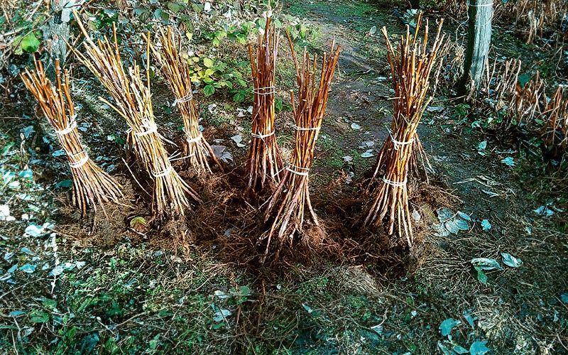 Саженцы малины Саджанці малини