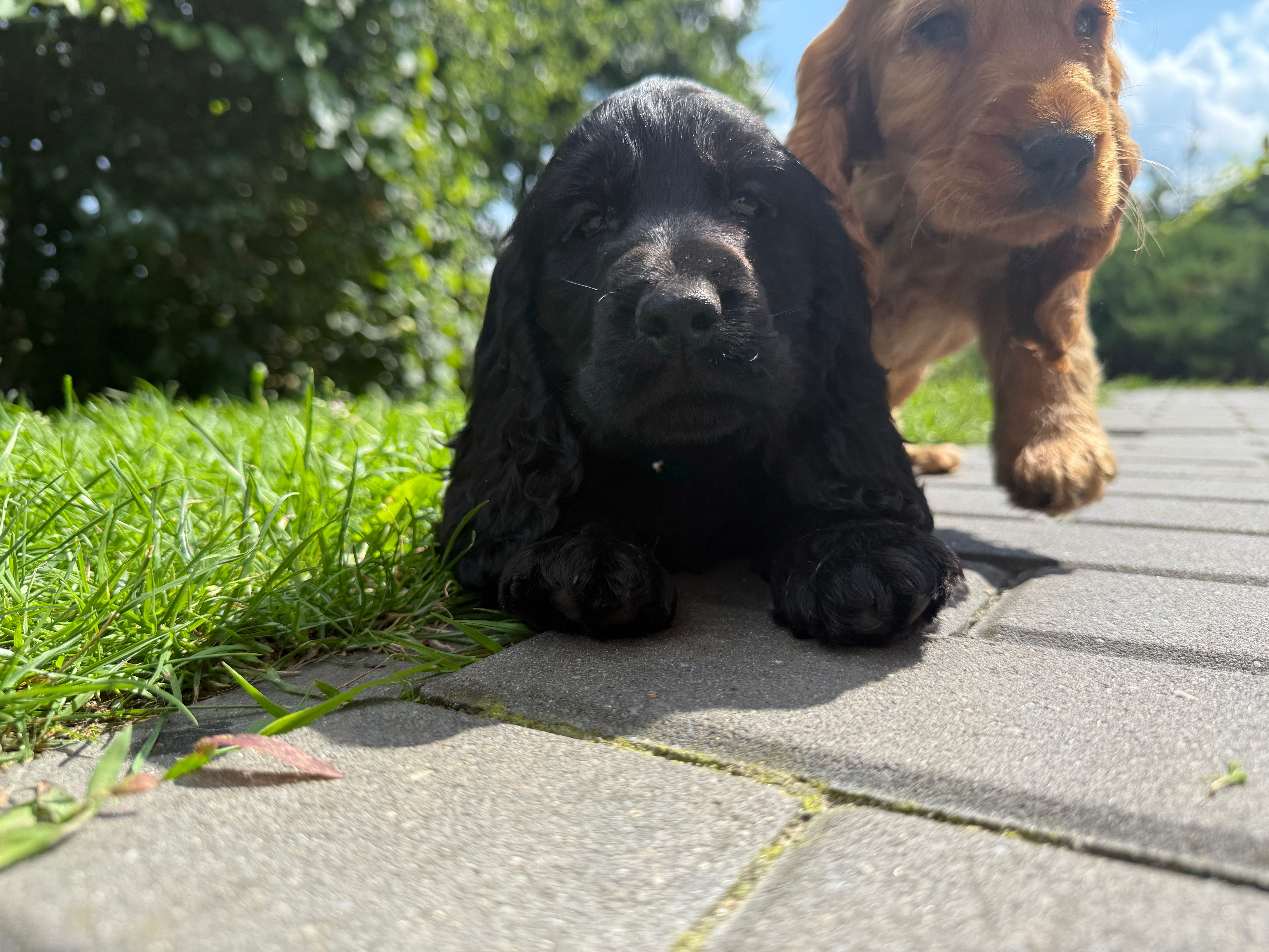 Szczeniaczki po Cocker Spaniel