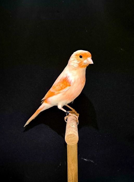 kanarki mozaika czerwona samce,samice