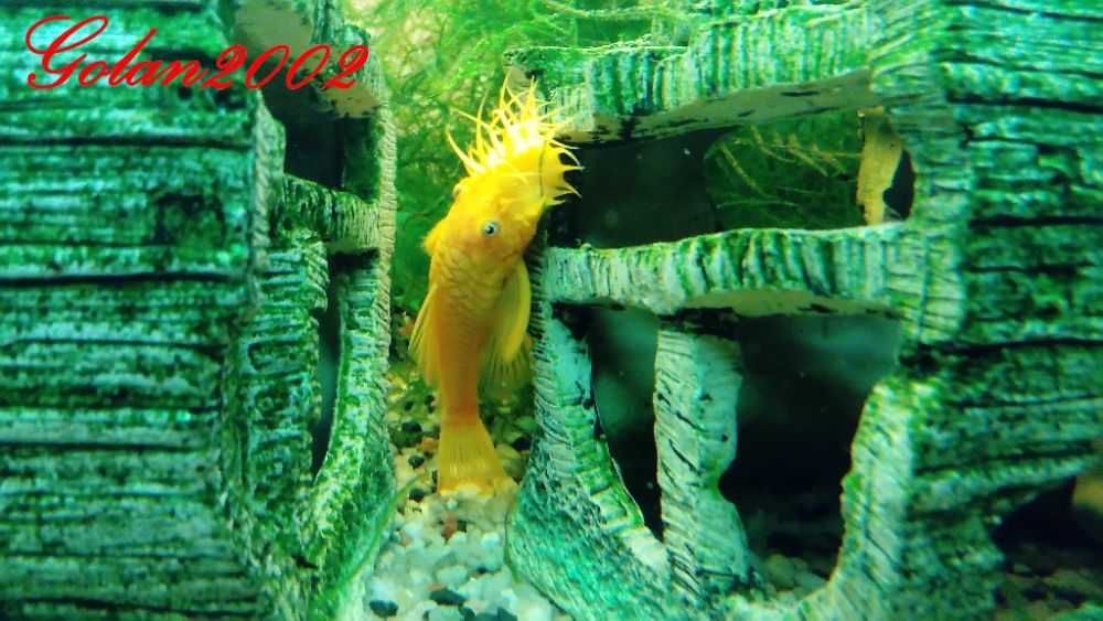 Glonojad Złoty 3CM Ancristus L144 BLUE Eye Nie Albinos!