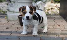 Piękna SUCZKA Jack Russell Terrier/ BREFIO/badania genetyczne