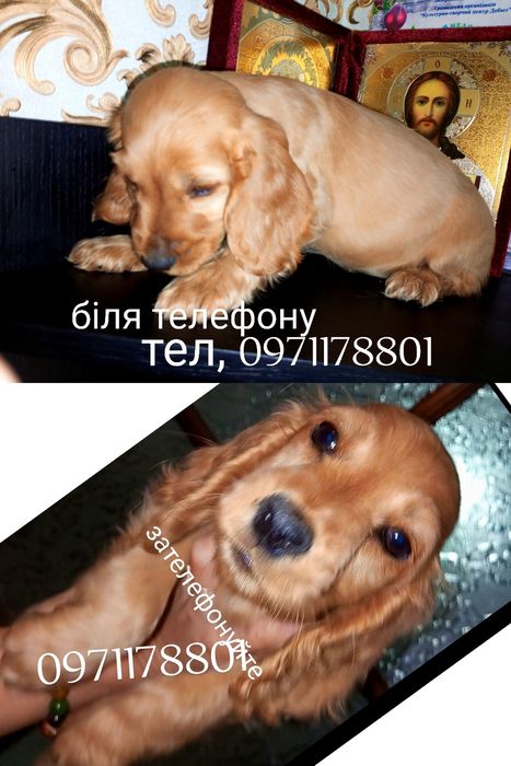 Спанієлі англійські кокер-спанієлі. Вільні дівчинка та хлопчики.