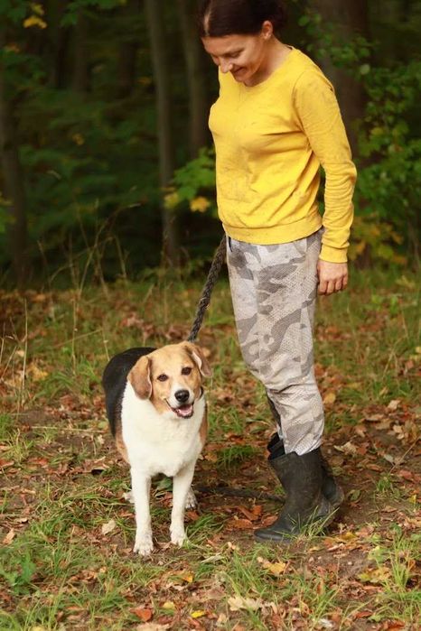 MORIS - bardzo łagodny, miły, mix beagla.[FILMIKI]