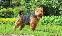 Suka Welsh Terrier Terier ZKWP FCI
