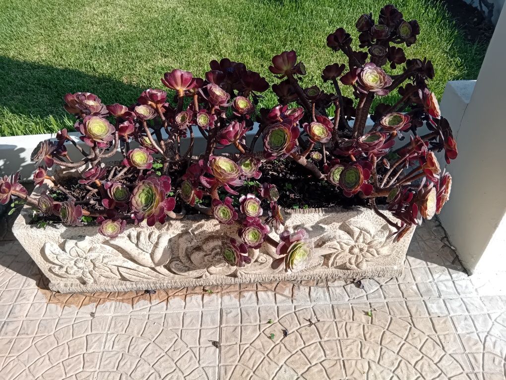 Floreiras de Pedra