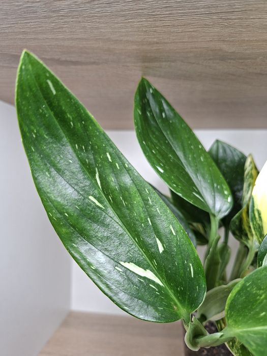 Monstera Standleyana / Philodendron Cobra