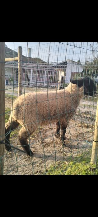 Borrego Suffolk  puro