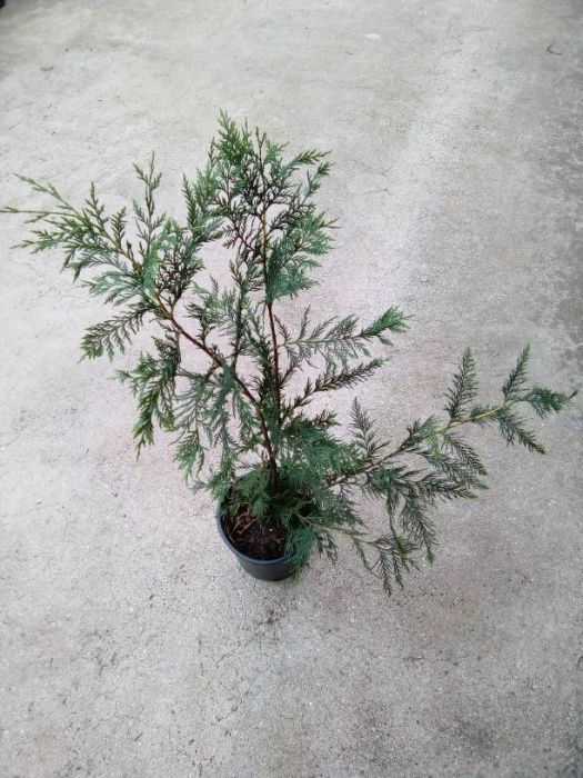 CAMPANHA 2024/2025 - Photinias/Ciprestes/Lauros/Plantas/Jardim