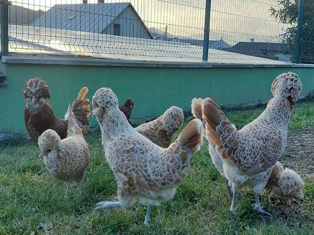 Інкубаційне яйце.(Курчата) Падуан фарфоровий, біле золото. Птиця.