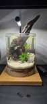 Vaso de vidro aquario com plantas