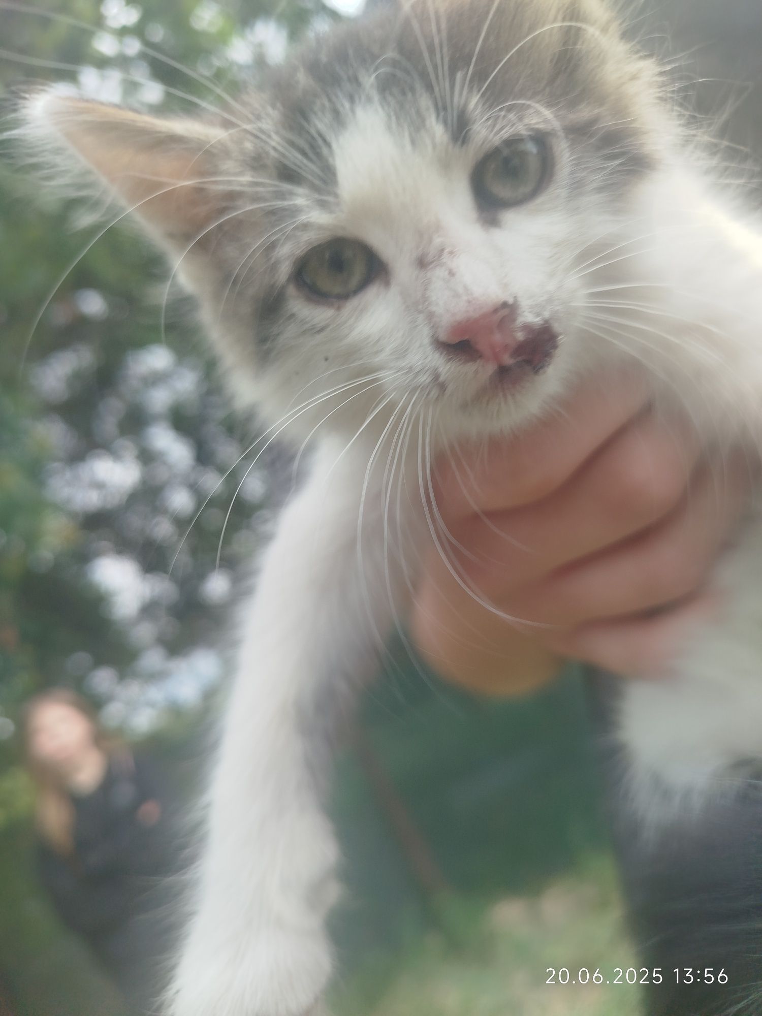 Кошеня котик 1,5 міс