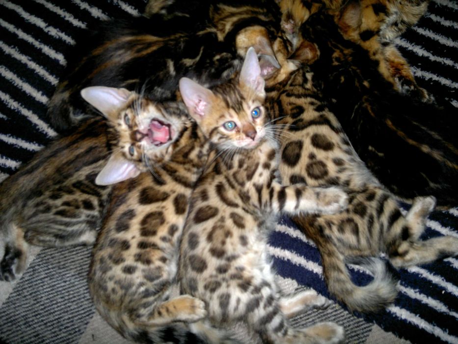 Насправді домашні бенгальські котятка для сімї чи розведення